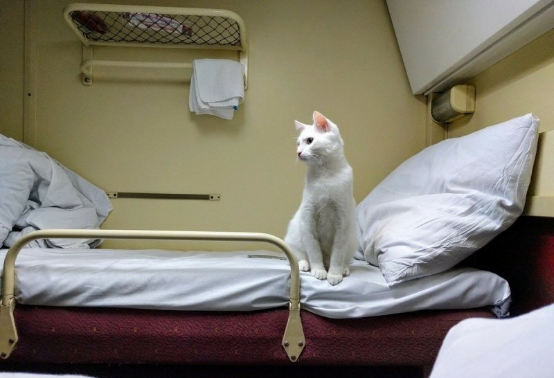 Кошки в плацкарте