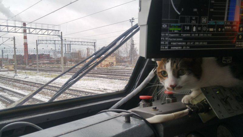 Кот машинист поезда