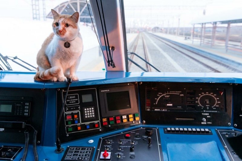 Кот в кабине машиниста