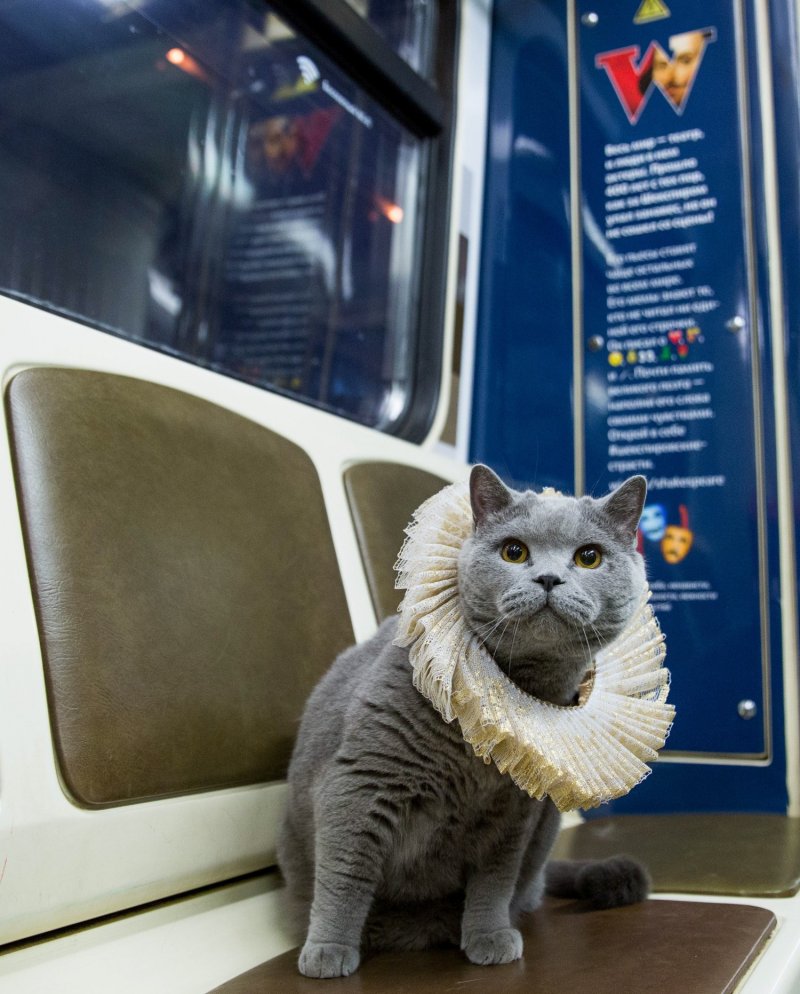 Котенок в электричке