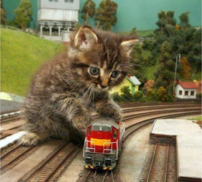 Кошка на железной дороге