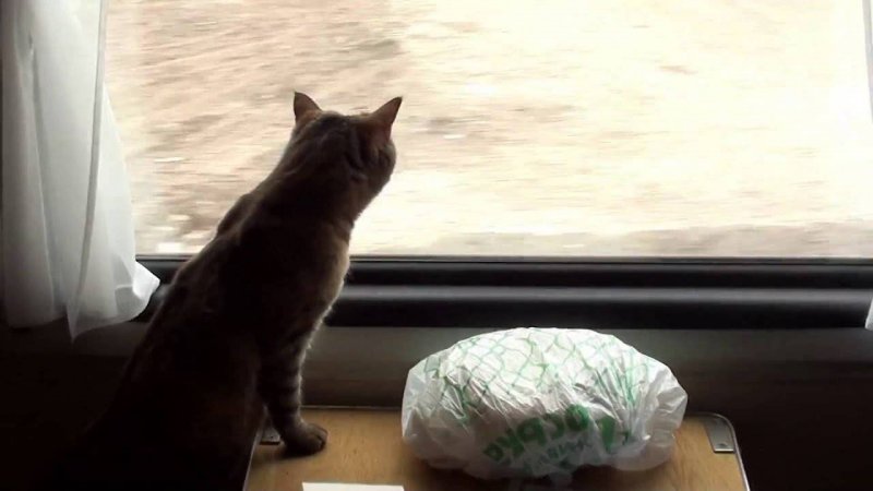 Котик кот в электричке
