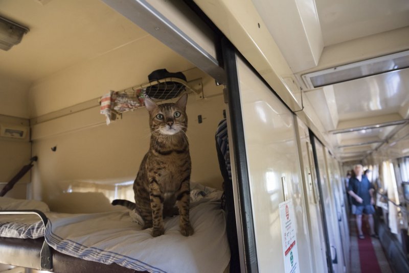 Коты в вагоне