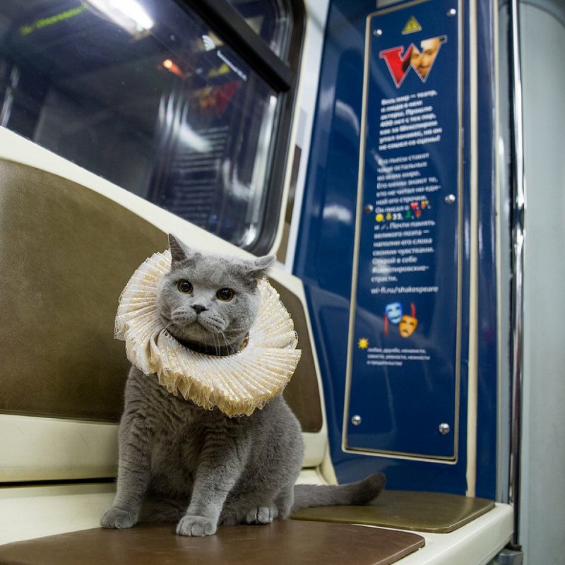 Кошачье метро