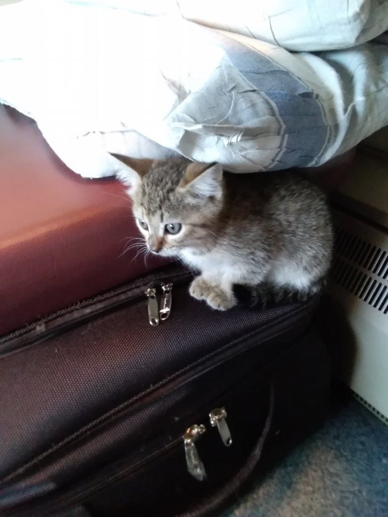 Котенок в электричке