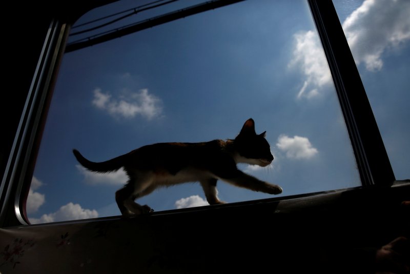 Котенок в электричке