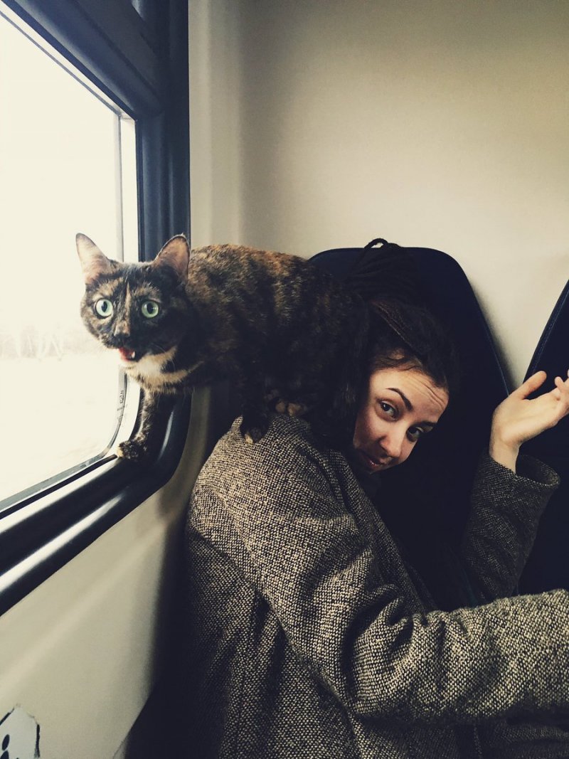 Котик в поезде