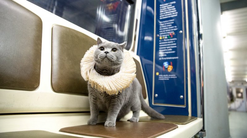 Котенок в метро