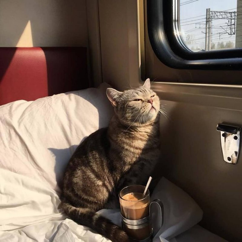 Котик ожидает поезд