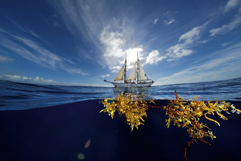 Саргассово море