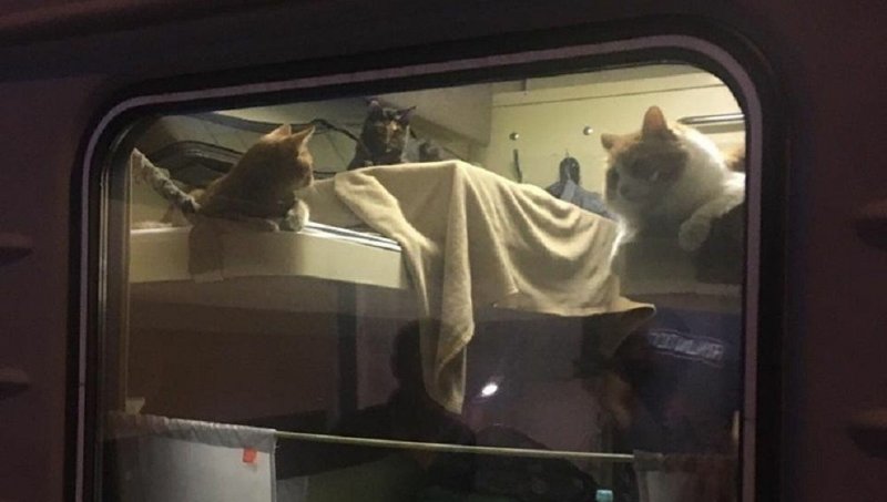 Кот в купе