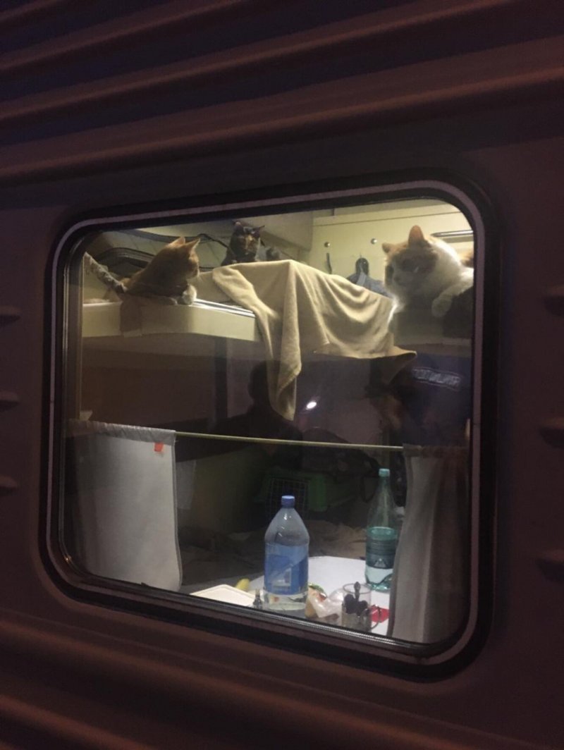 Купе в поезде