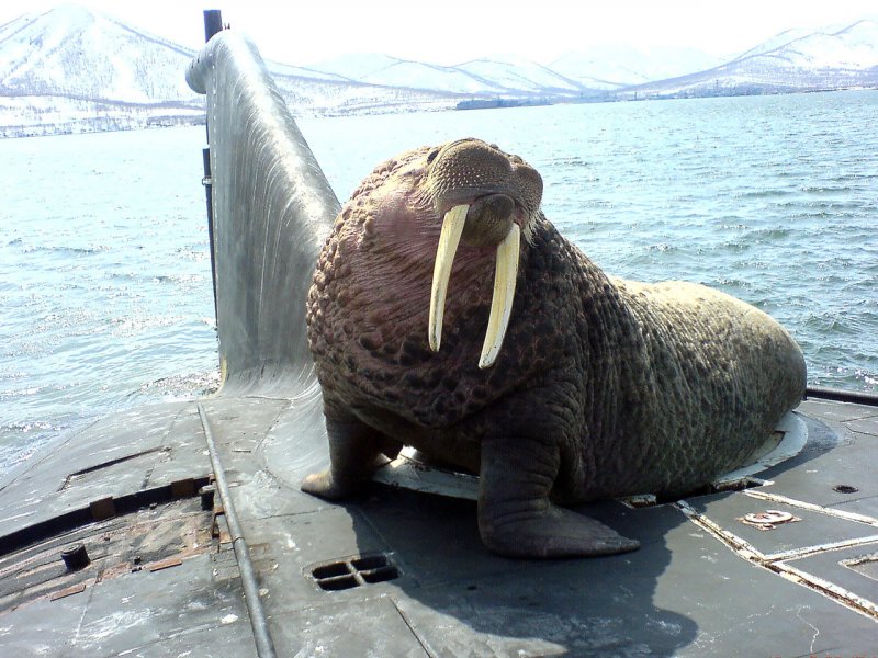 Морж на подводной лодке Вилючинск