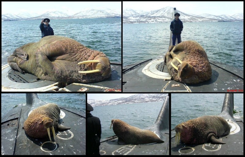 Подводная лодка морж