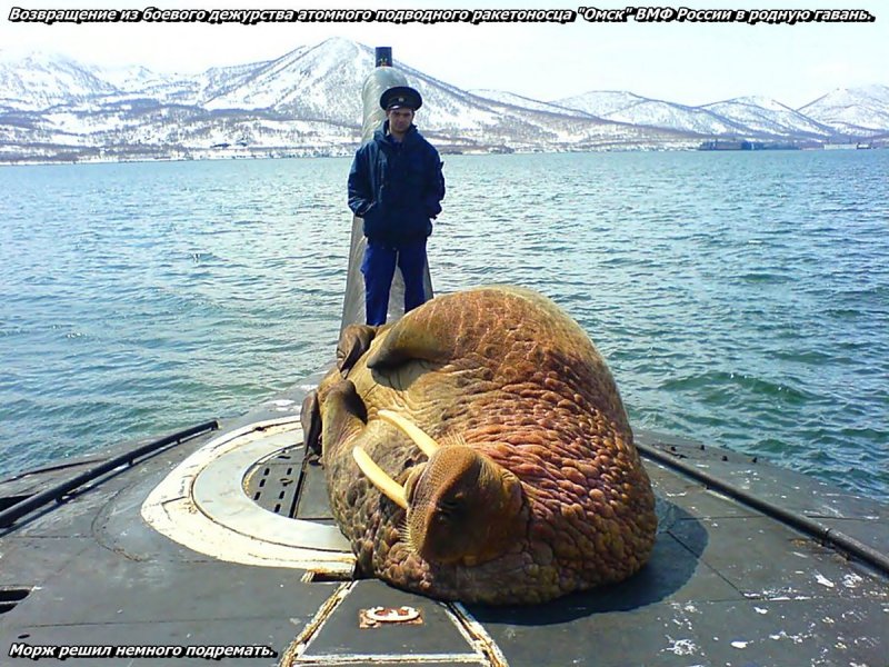 Морж на подводной лодке Вилючинск