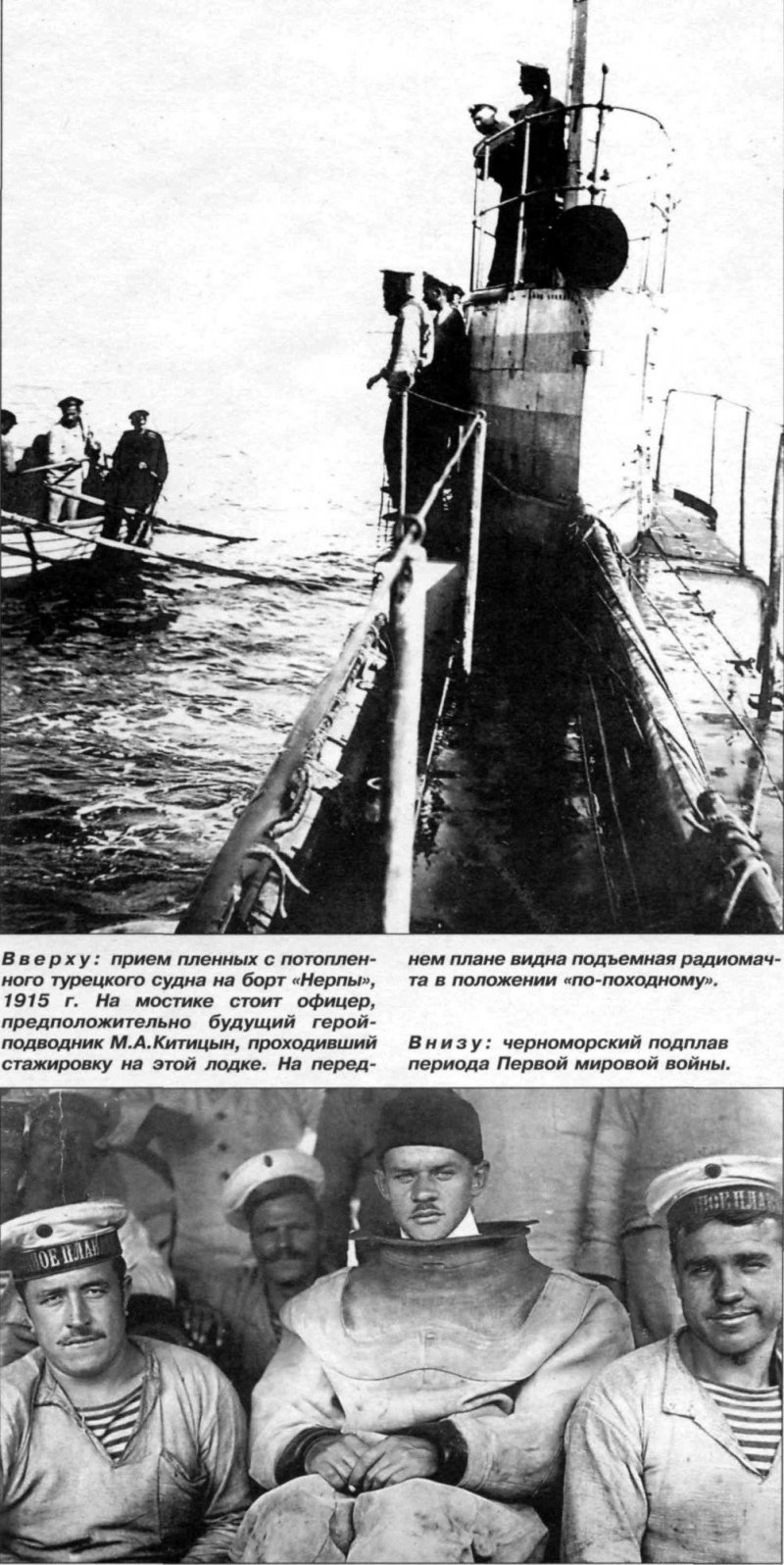 Детеныш моржа
