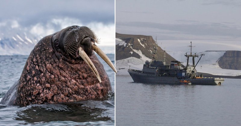 Земля Франца Иосифа моржи