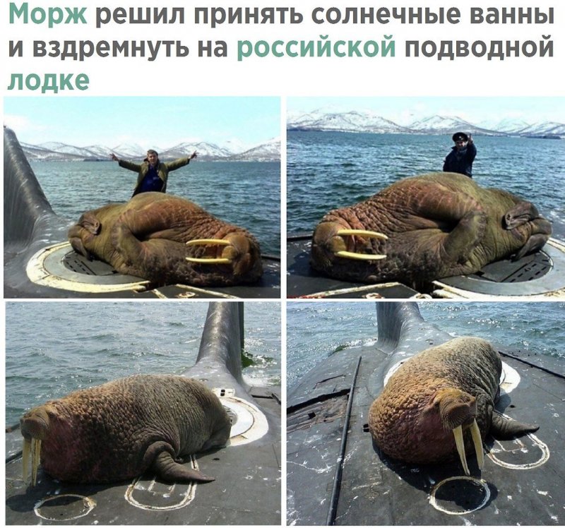 Морж на лодке