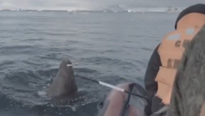 Моряк на подводной лодке морж