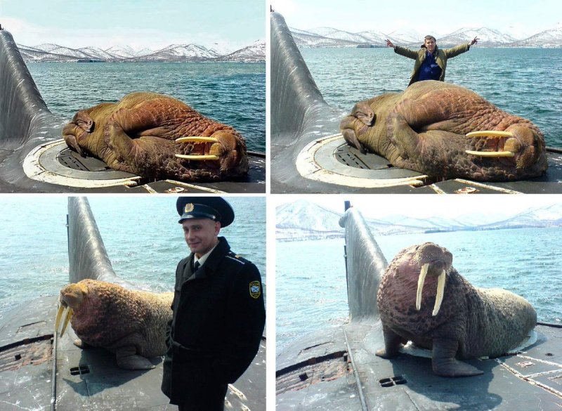 Тюлень на подводной лодке