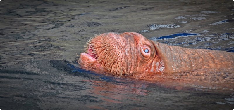 Морж