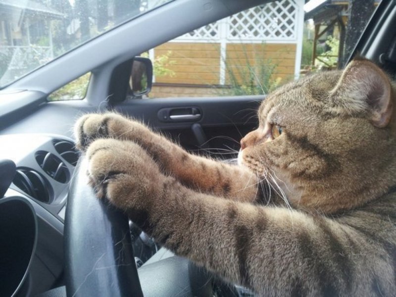 Котик в машине