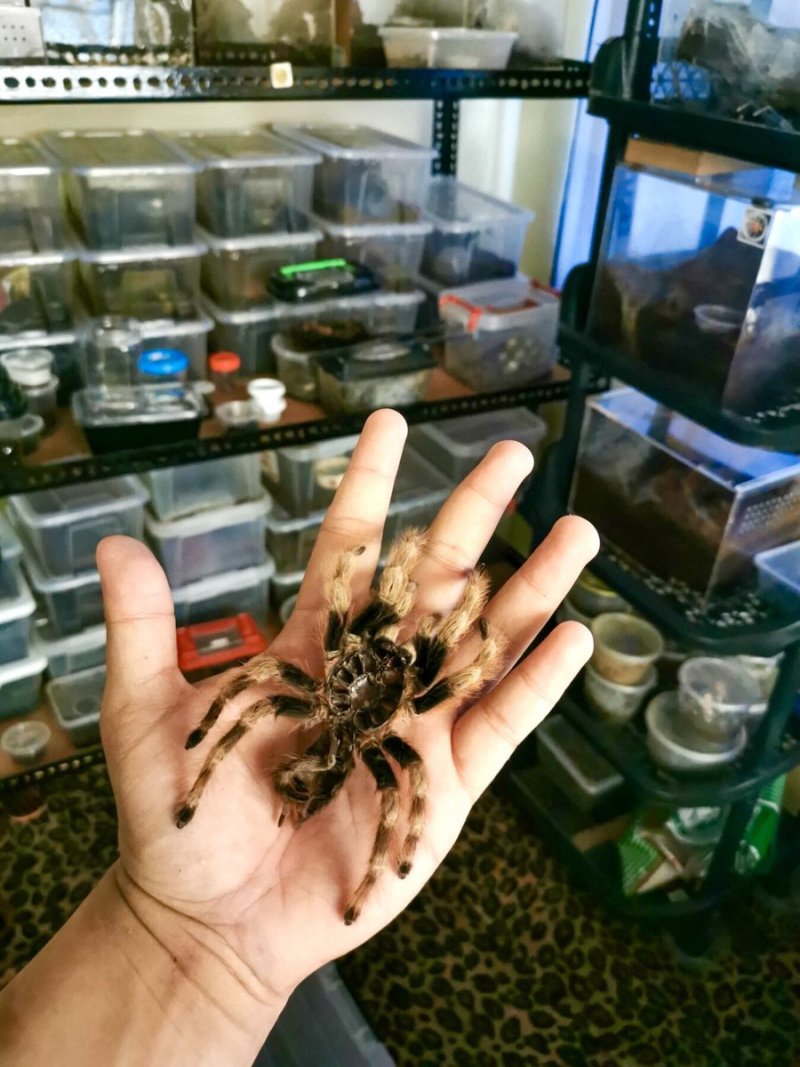Phormictopus bistriatus