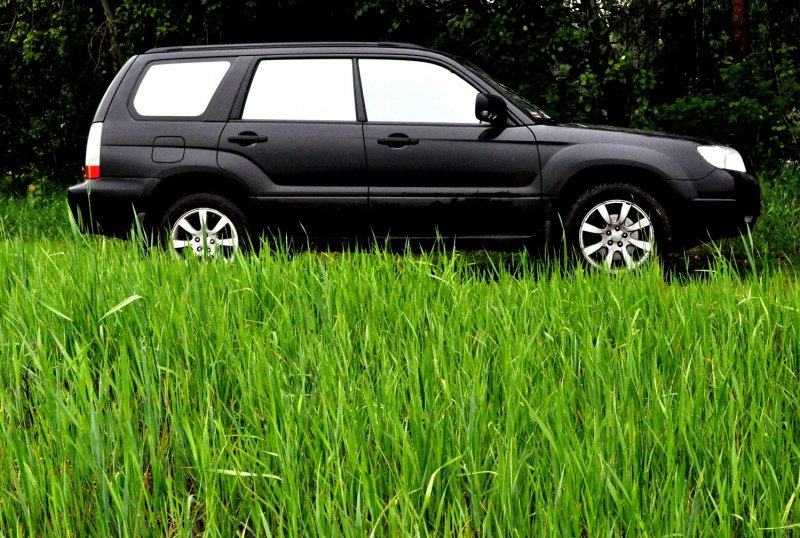 Forester Лесник