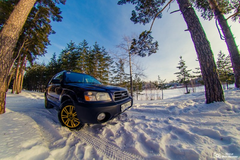 Forester Лесник