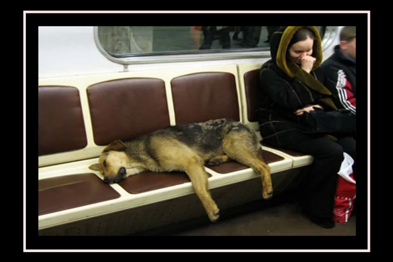 Бездомные собаки в Московском метро