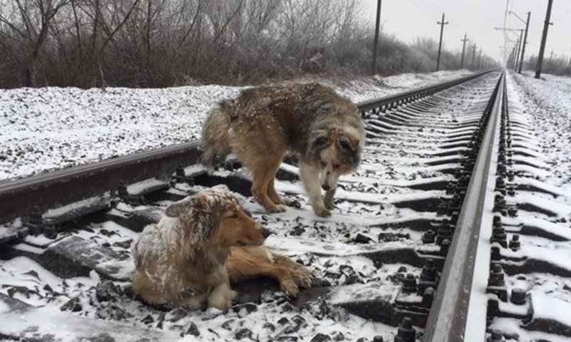 Собака на железной дороге