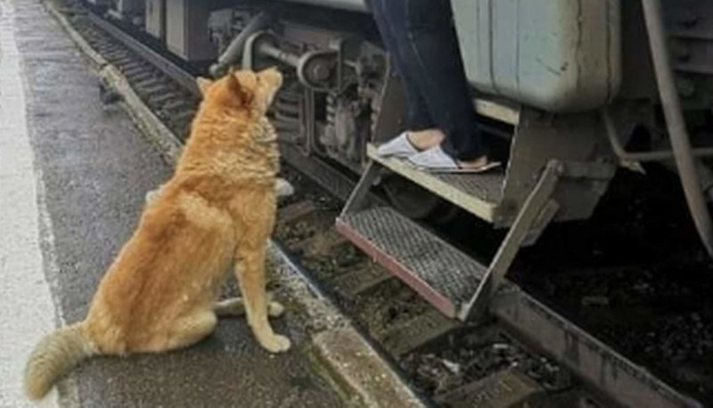 Собака которая ждала хозяина на вокзале