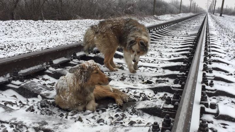 Собака Железнодорожник