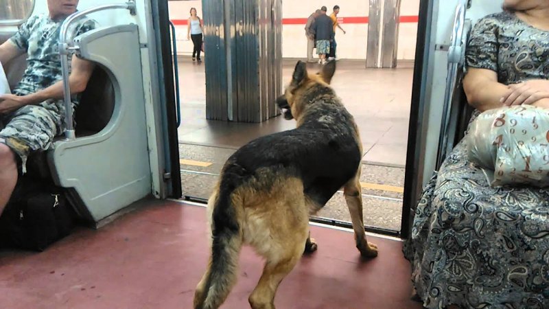 Бездомные собаки в метро