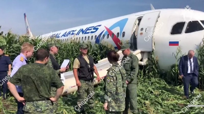 А321 Уральские авиалинии кукурузное поле