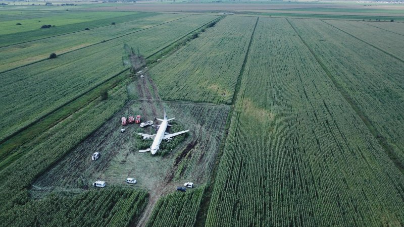 А321 Уральские авиалинии кукурузное поле