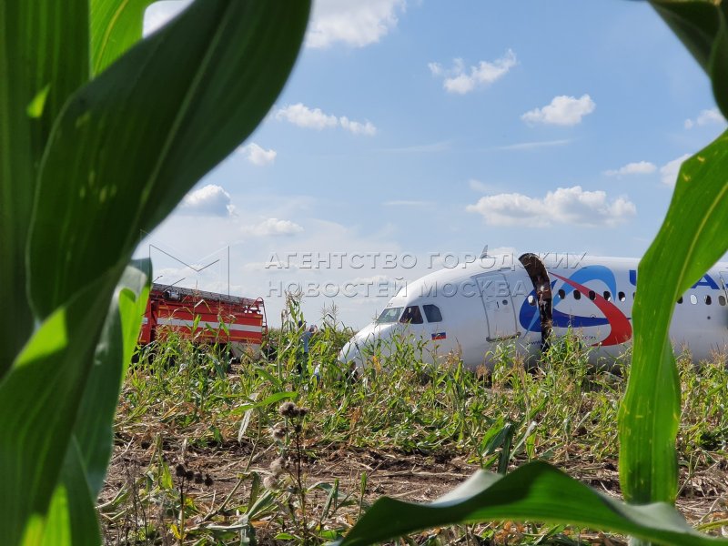 Аэробус а320 на кукурузном поле