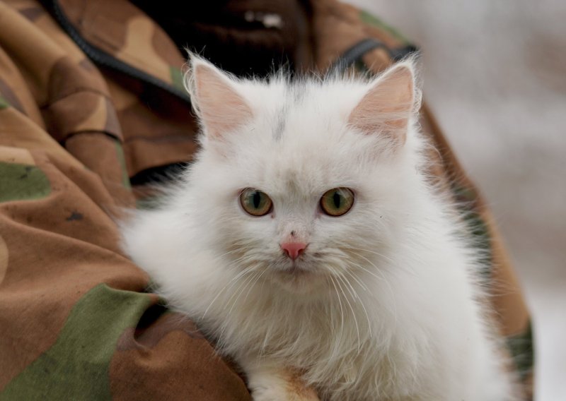 Саванна кошка зимой