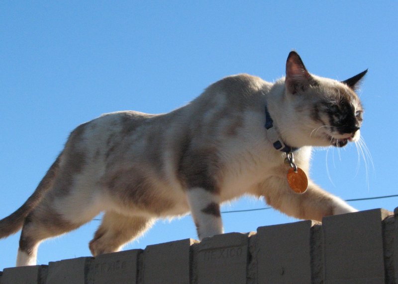 Cat chilling