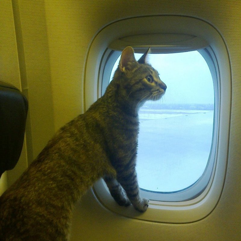 Самих кошек