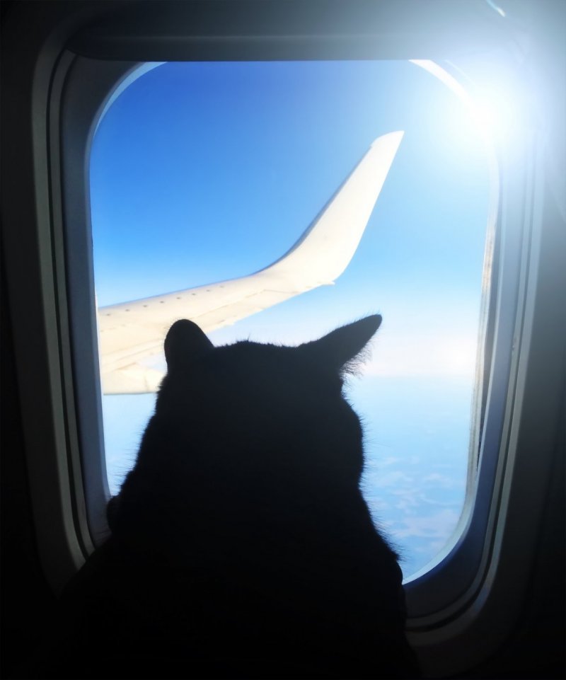 Коты в самолете