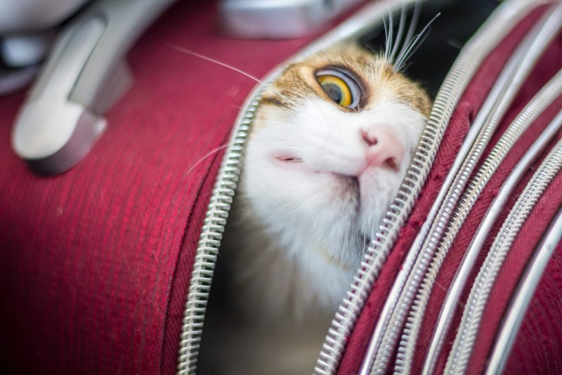 Котенок в самолете