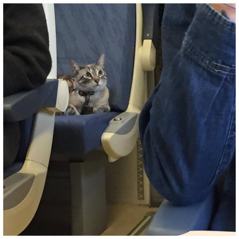 Кошка в автобусе