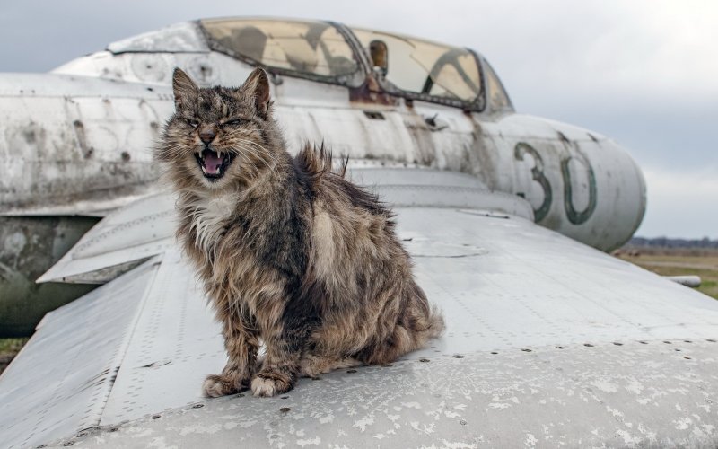 Кошка в самолете