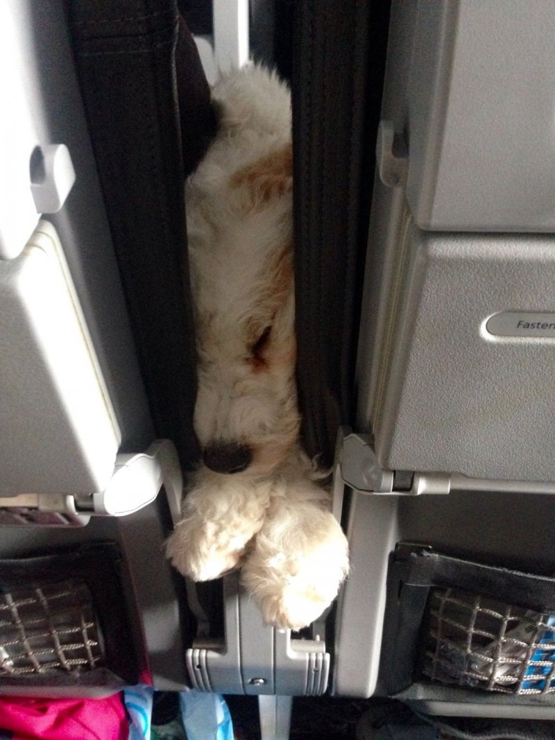Котенок в самолете