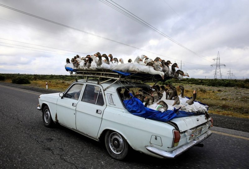 Гусь в машине