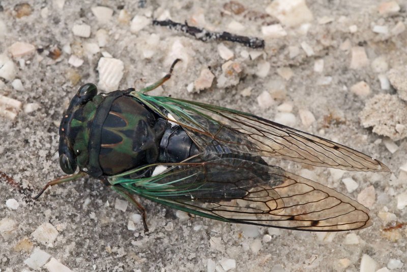 Pseudopityophthorus pruinosus