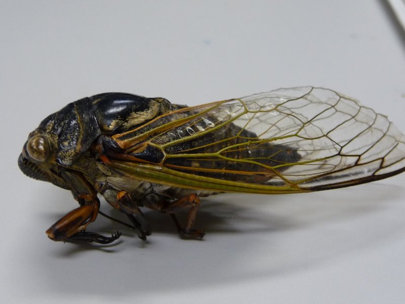 Periodical Cicada