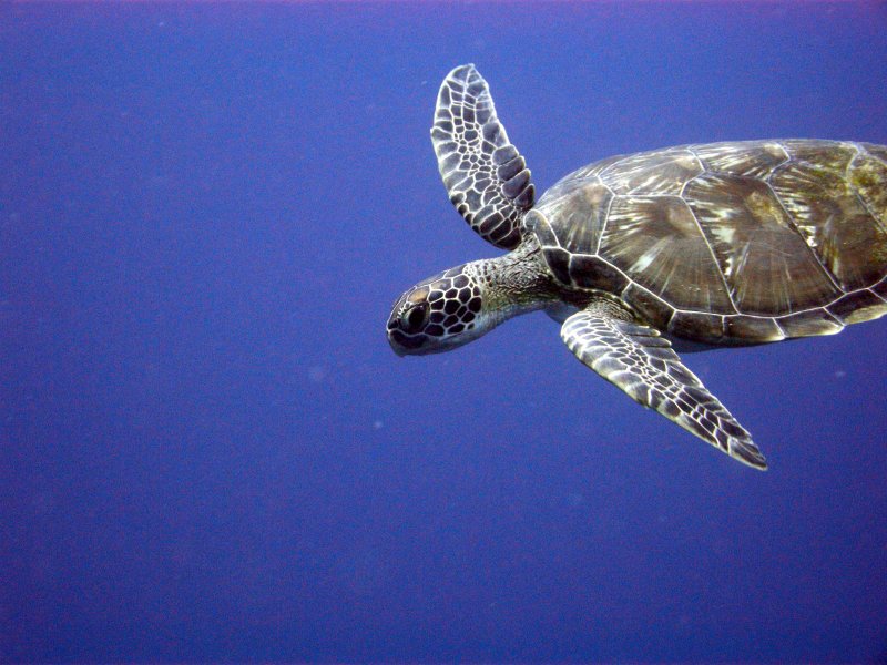 Chelonia mydas