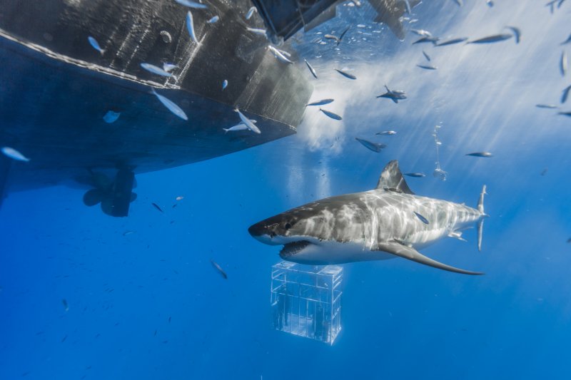 Aircraft Shark Trevor Henderson